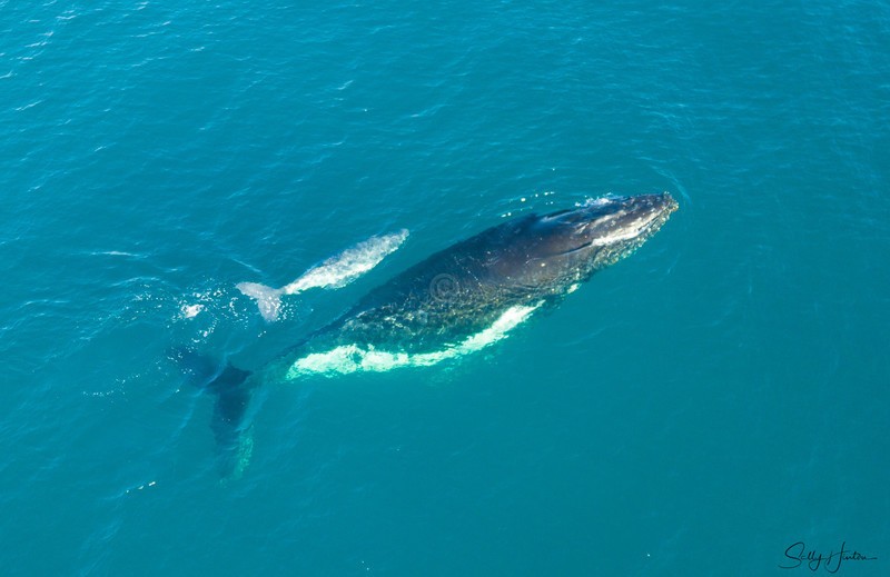 Humpback Baby 11