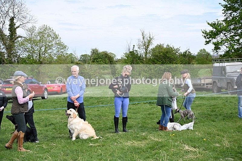 WJ6_9142 - Class 8 Best Working / Gun Dog or Bitch