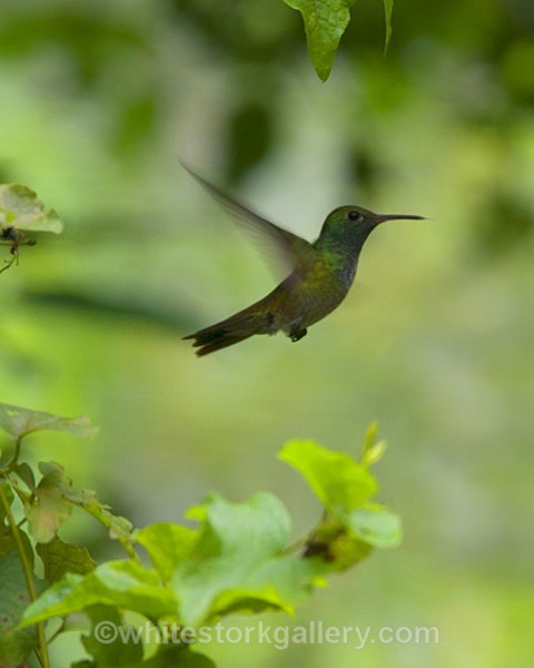 The Hummingbird - Wildlife and Animals