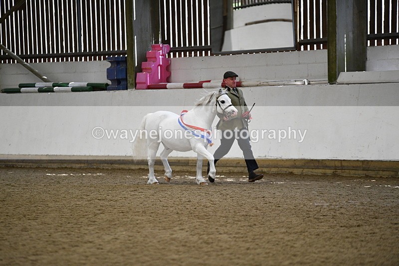 WJ5_5853 - Morning in hand Championship
