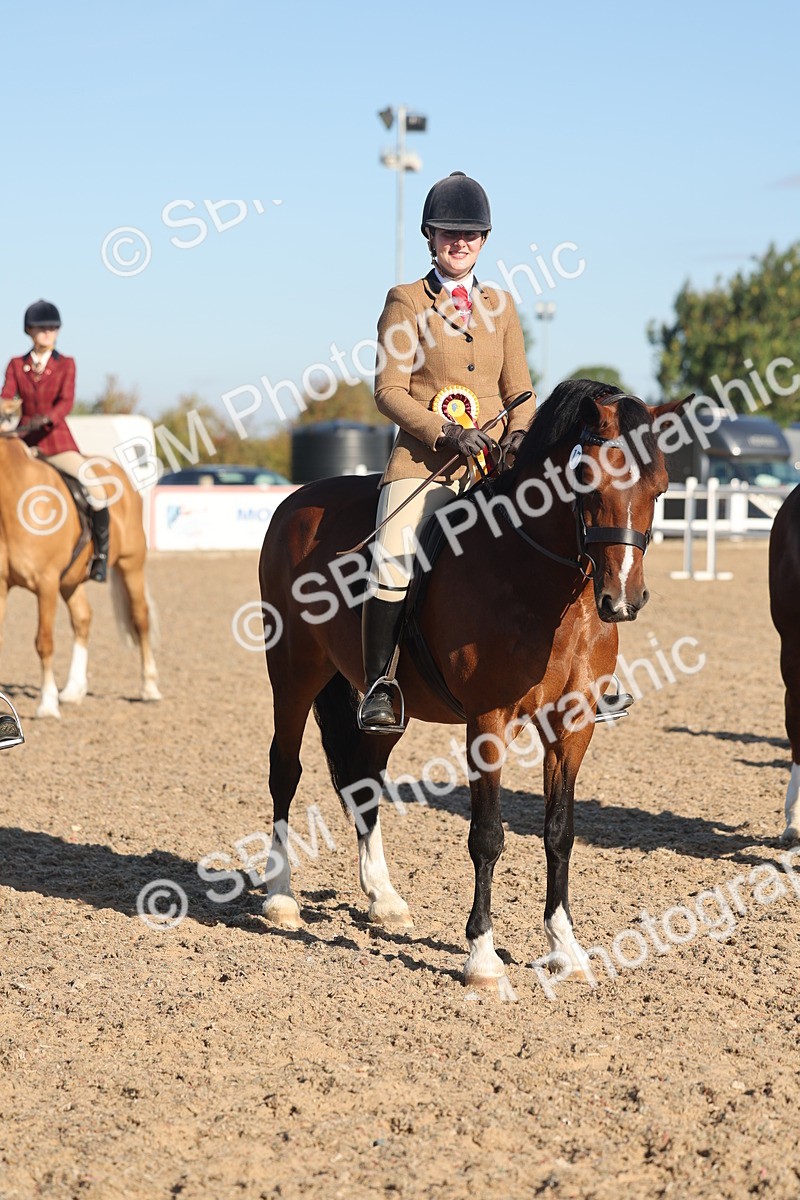 SBM_11129 - Class 302 - Ridden M&M Large Breeds