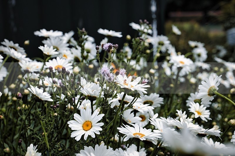 Daisies - Plants and Trees