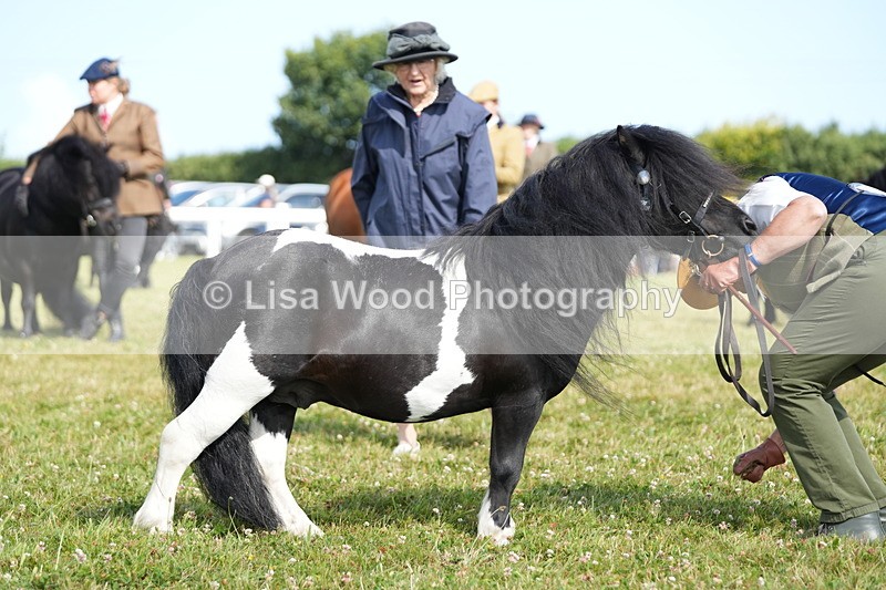 DSC05330 - Class 49: NPS Shetland 4 years and over