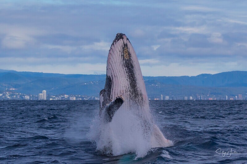0A3A3587. Humpback Breach 15 - 2026 Whales