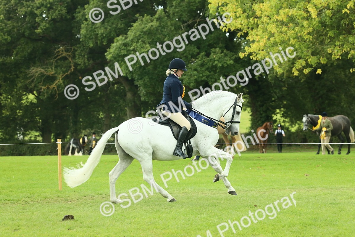 SBM_62556 - S62 - Foreign Breeds Ridden