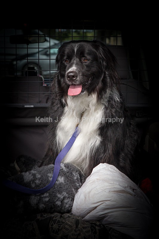 0KJS5860 - Working Dogs