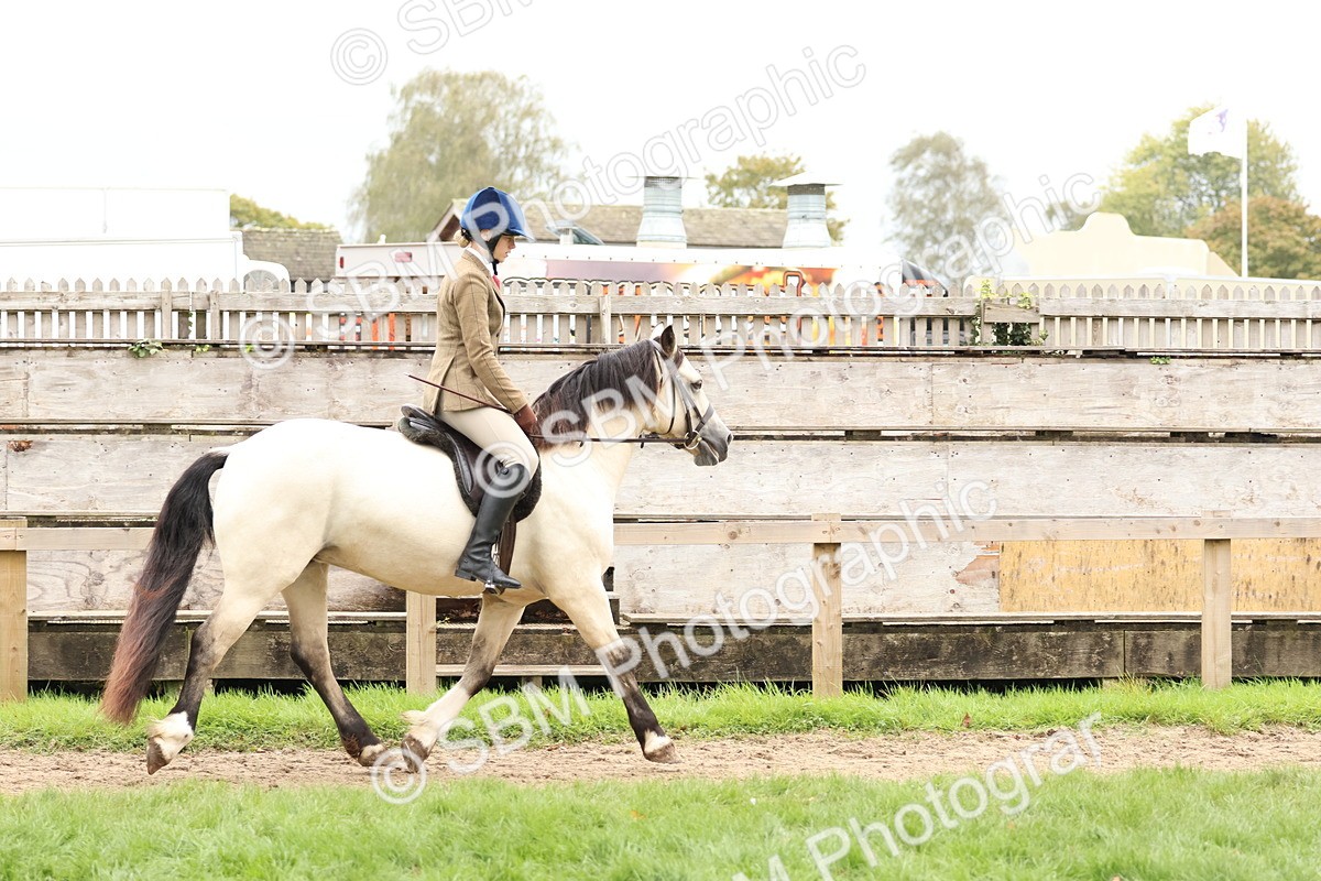 SBM_69573 - S62 - Mountain & Moorland Ridden Large Breeds