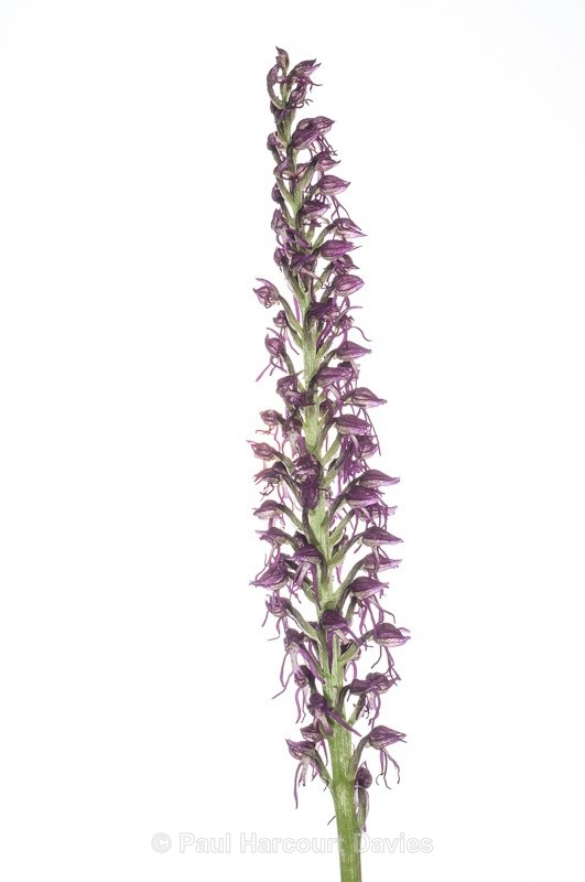  - WB: Orchids - Orchis