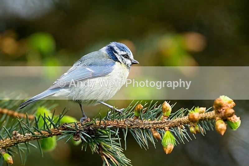 20120512-_MG_0085 - Blue Tit