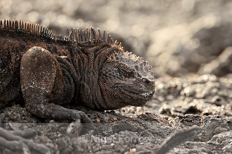 Marine Iguana resting on rocks, San Cristobal, Galapagos - REPTILES & AMPHIBIANS