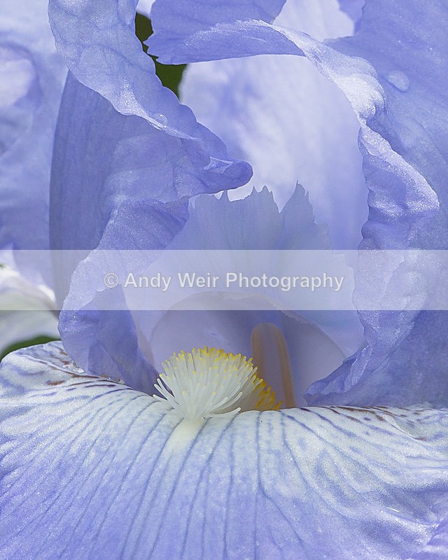 20140526-3K8A1766-2984 - Plants & Flowers