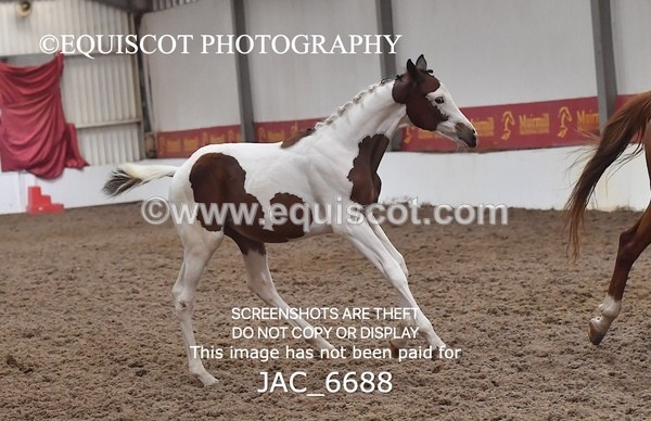 JAC_6688 - 15 Ziggy of Westoak