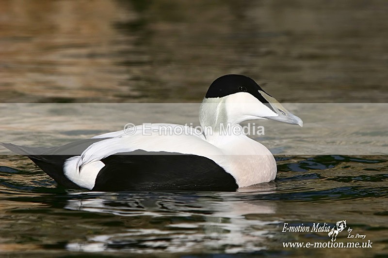 Marwell Zoo 201a - Nature