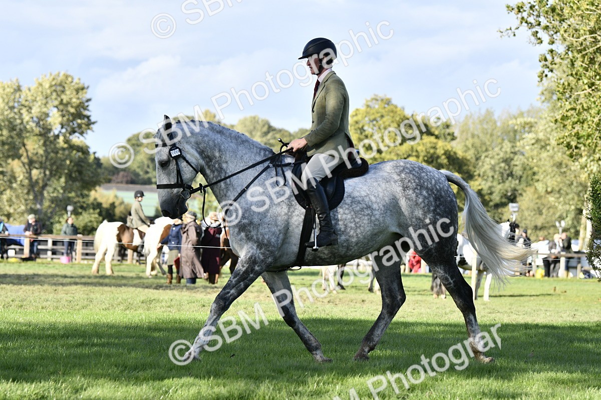 SBM_52224 - S35 - Working Hunter & Working Show Horse