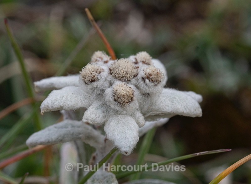 Apennine edelweiss (Leontopodium nivale - Flower Portraits