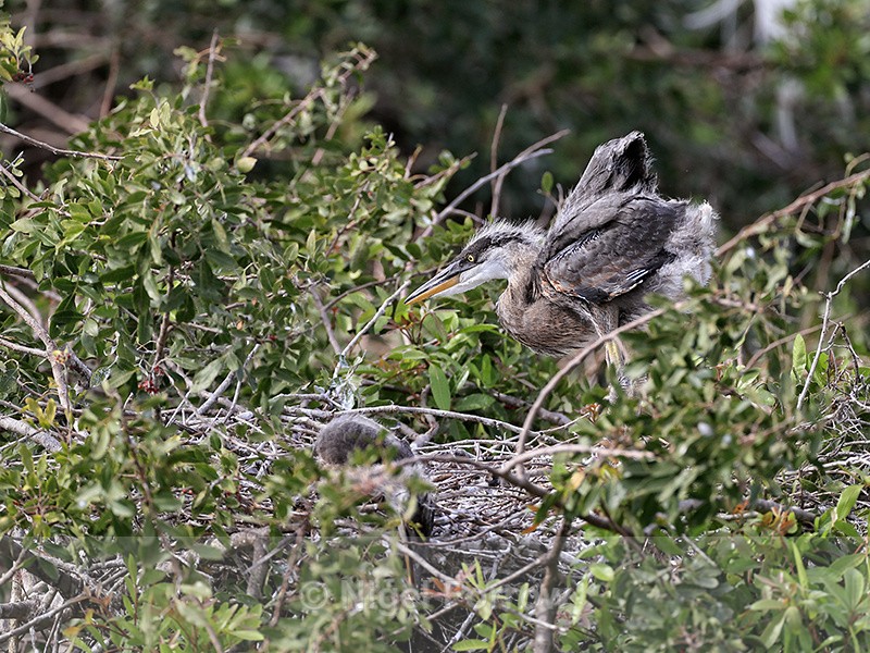 Great Blue Heron chick stretches wings, Venice Rookery, Florida - Great Blue Heron