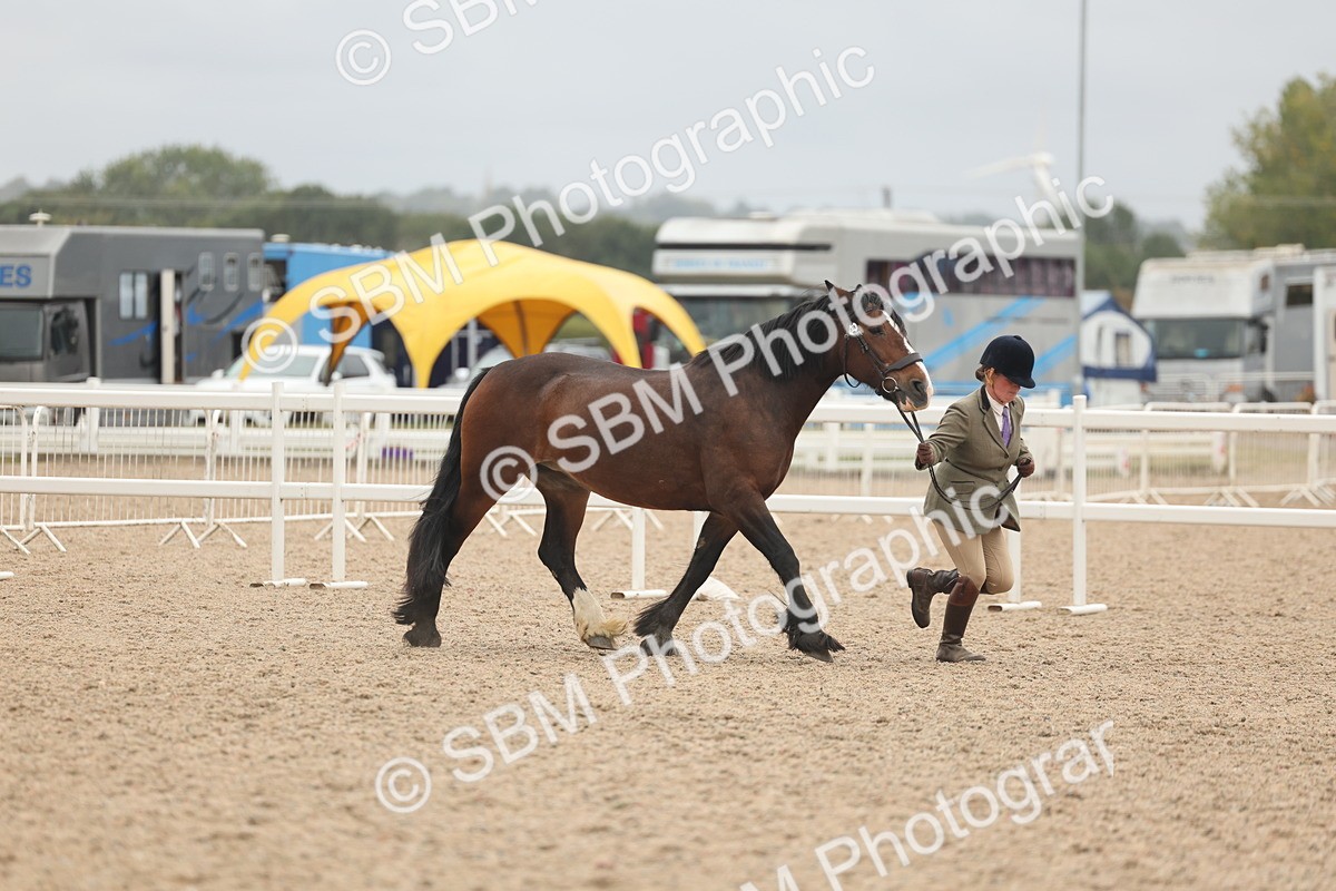 SBM_19833 - Class 318 - IH Part Bred Horse-Pony