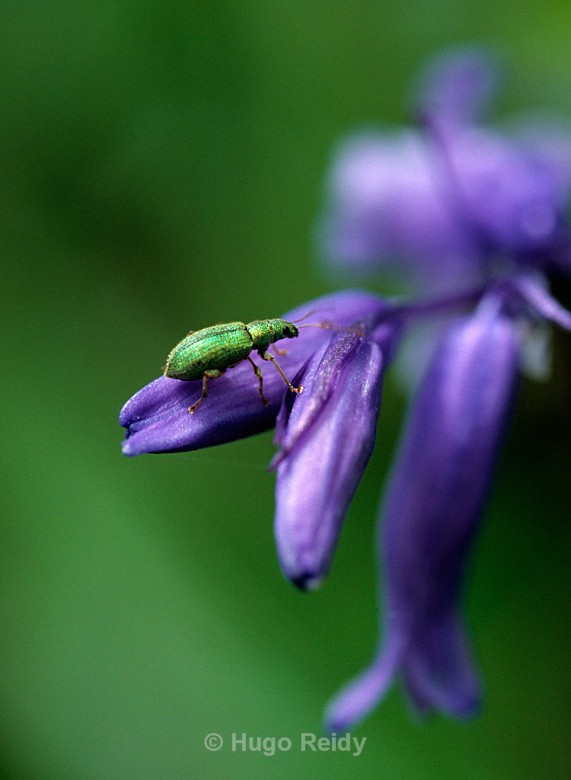  - Bluebells