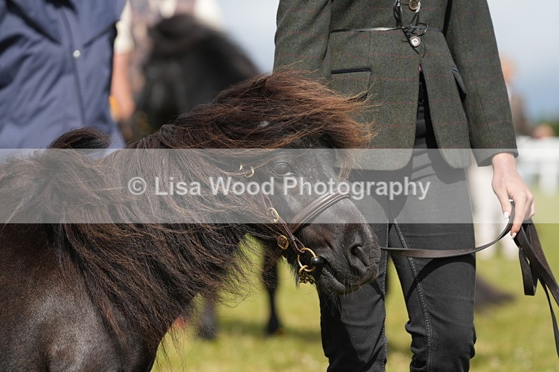 DSC05382 - Class 49: NPS Shetland 4 years and over