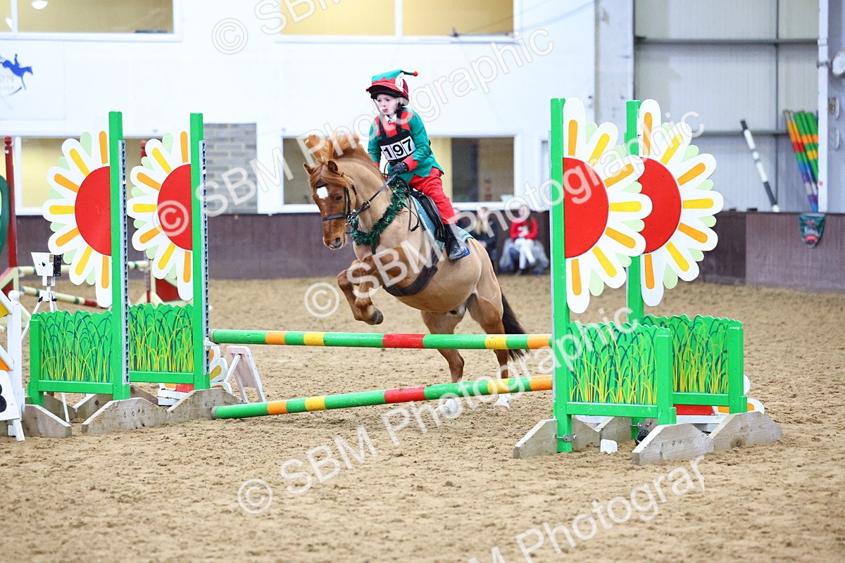 SBM_001361 - Class 3 - Christmas Tree Stakes - 60cm