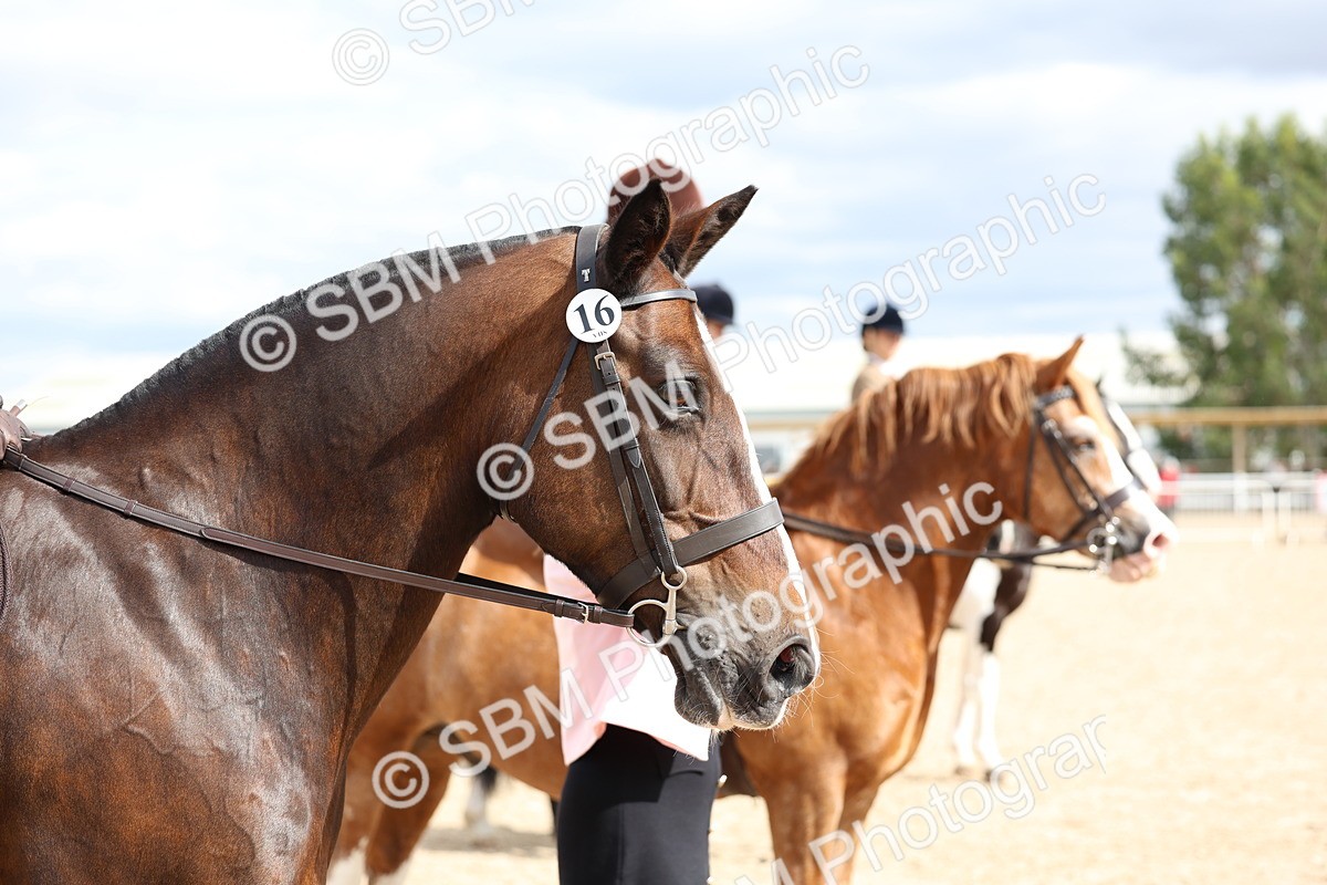 SBM_15829 - Class 314 - Family Horse - Pony