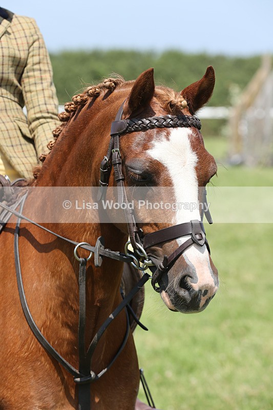 JPP_2943 - Class 21: Working Hunter 60cm