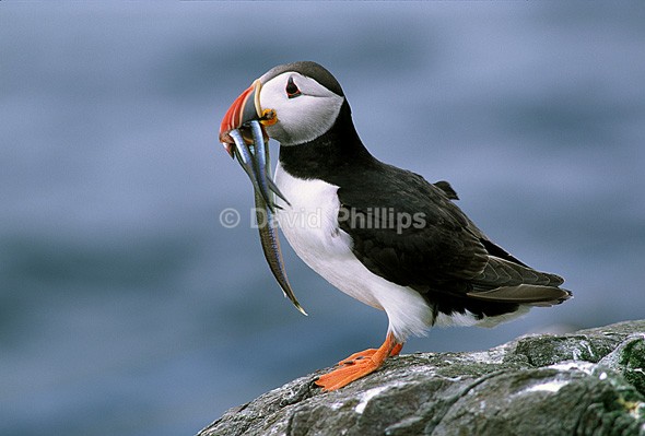 Puffin - Birds