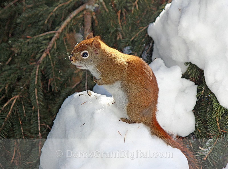 American Red Squirrel - Mammals, Reptiles & Amphibians