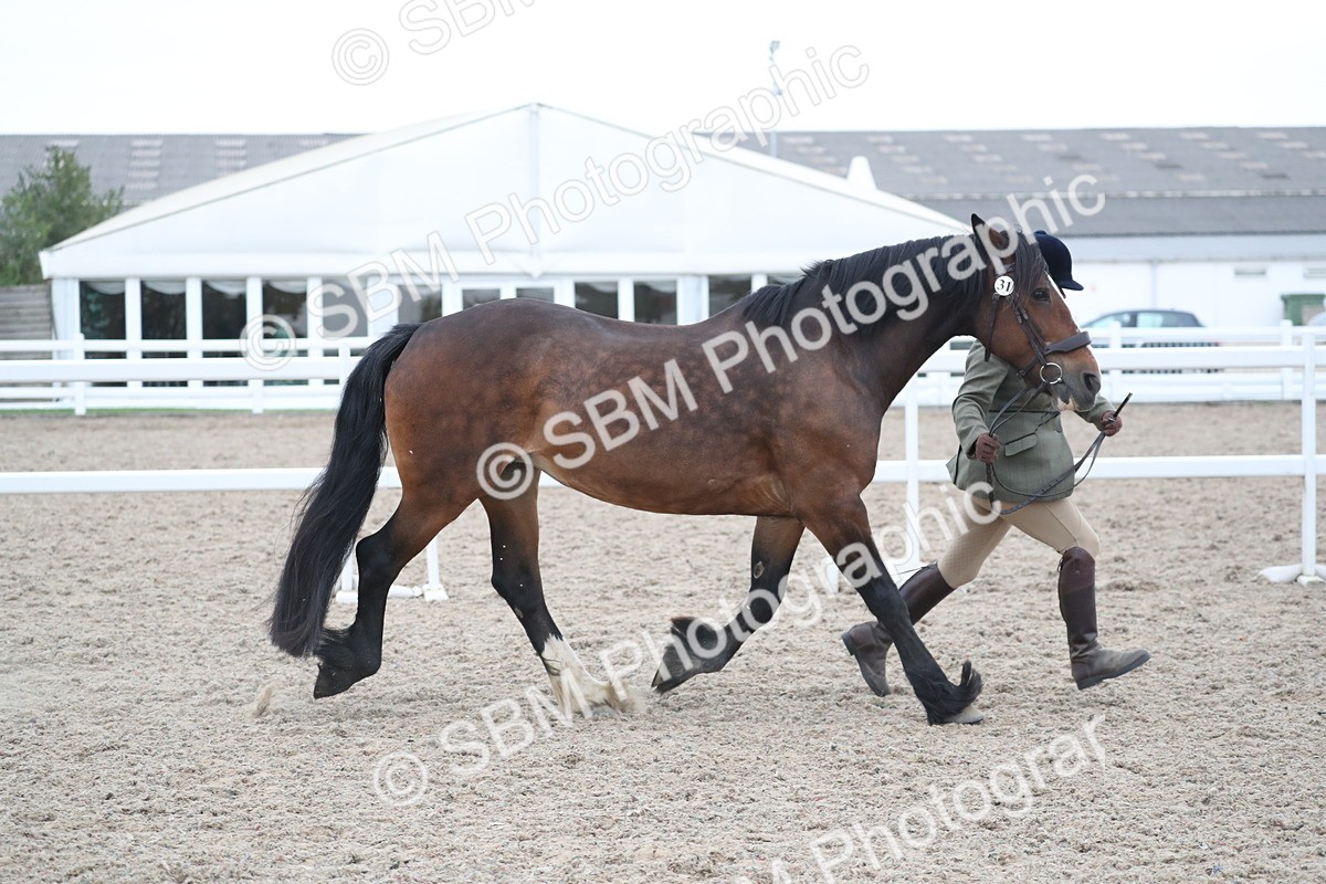 SBM_18299 - Class 318 IH Part bred Horse/Pony