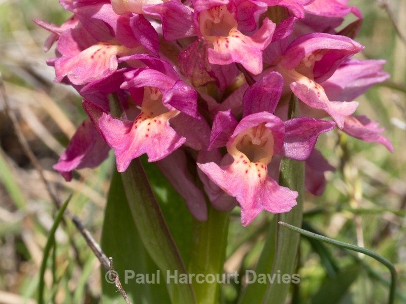 Elderflower Orchid (Dactylorhiza sambucina)  - Wild Orchids - 1
