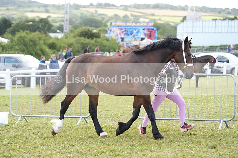 DSC05753 - Class 51: NPS M&M 4 years and over Large Breeds