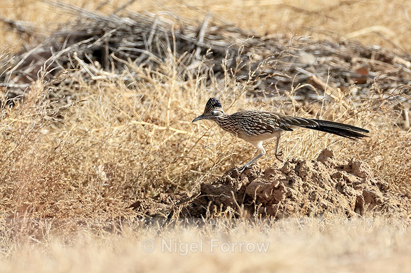 Greater Roadrunner running, Bosque del Apache, New Mexico - Greater Roadrunner