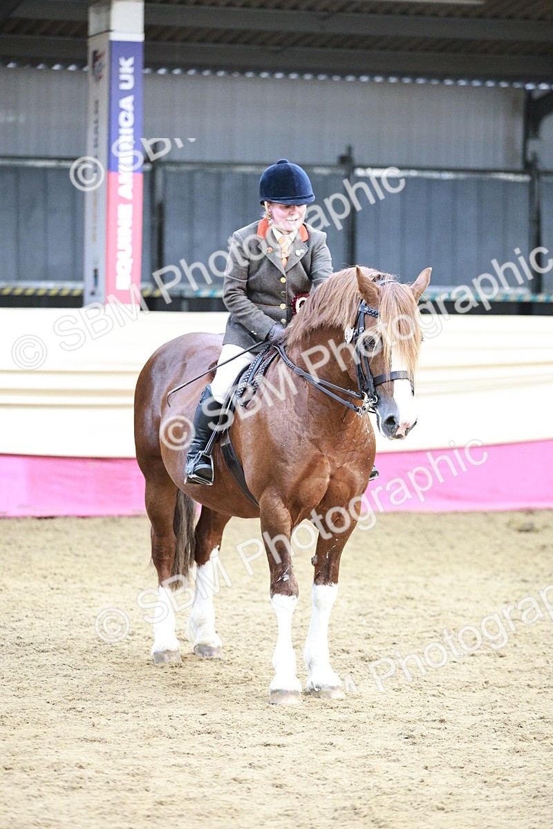 SBM_08676 - Regional Ridden Champ