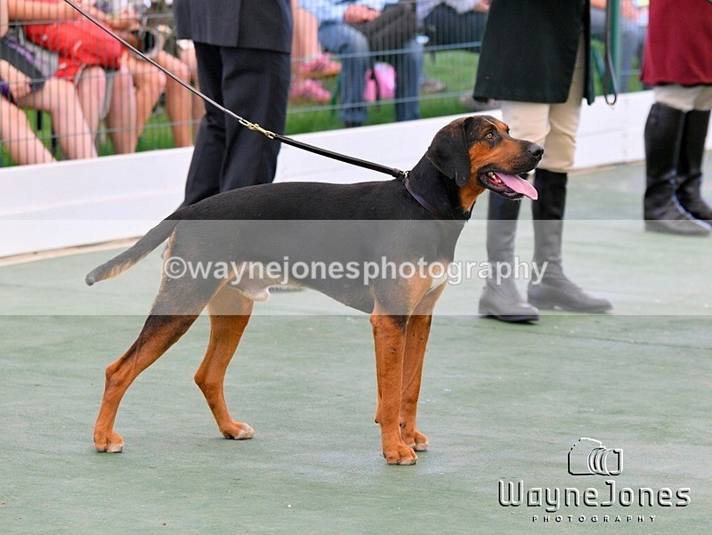 WJ5_0831 - Berks & Bucks at the Great Yorkshire Show 2025