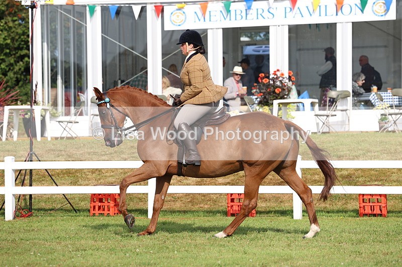 3E7A8224 - Class 2: Rising Star Large Hack/Riding Horse