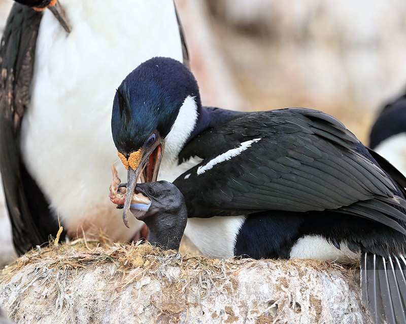 Imperial Shag chick being fed, Cape Bougainville, Falklands - Imperial Shag