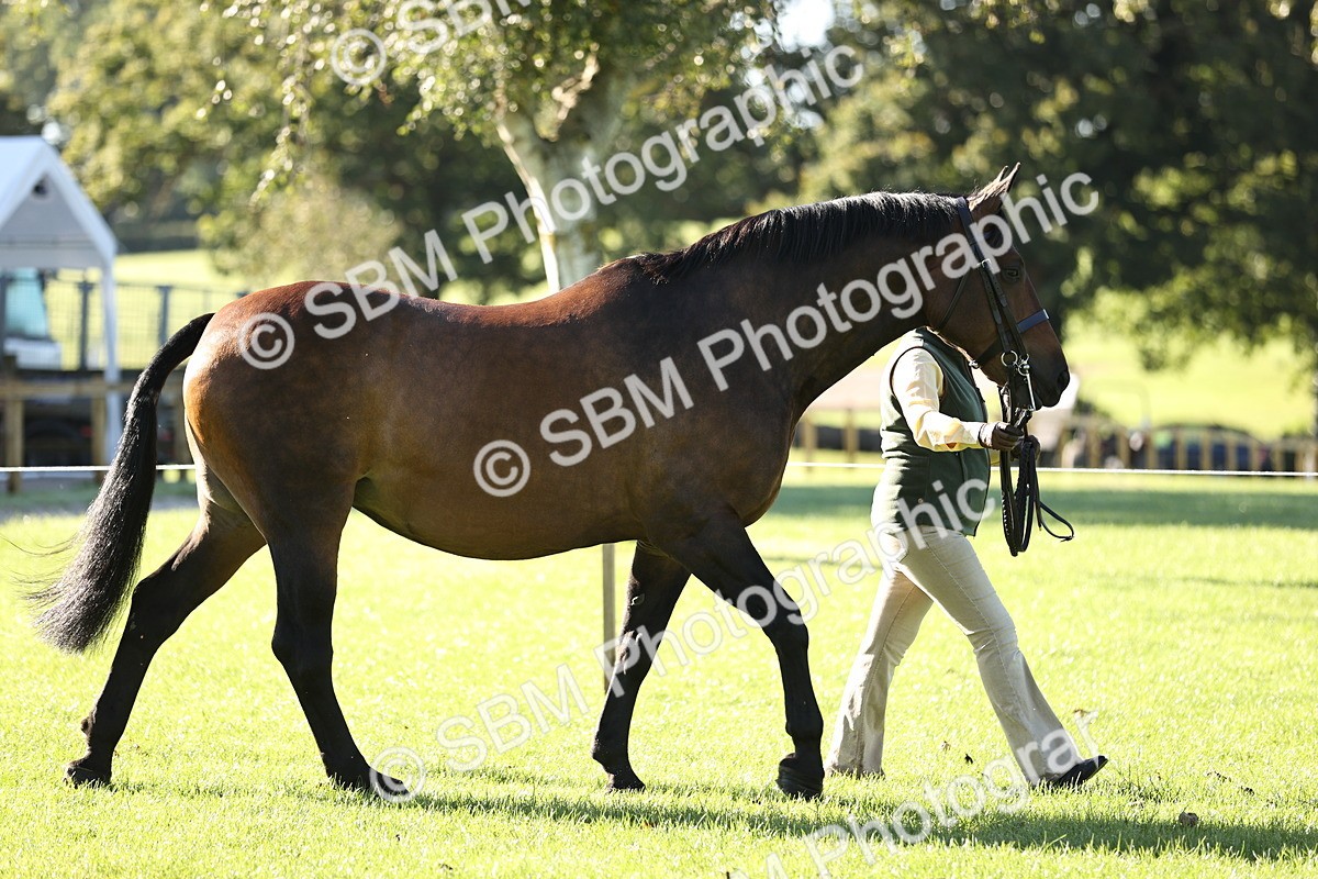 SBM_15759 - S1 - TSR in Hand Horse & Pony Showing