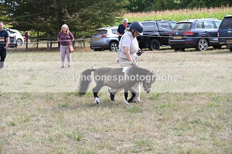 WJ6_7014 - Class 21 Shetland & Mini Horses