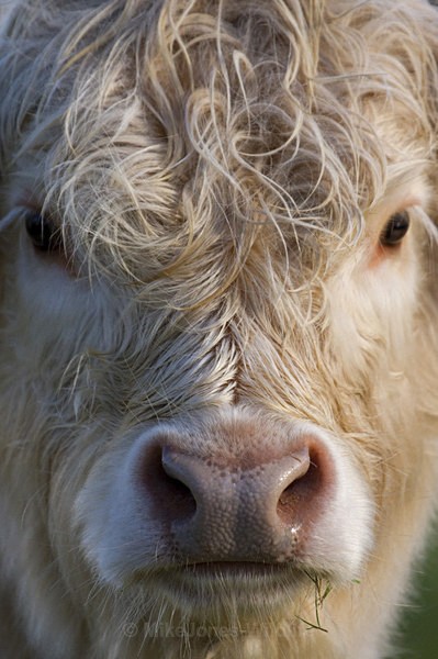 HIGHLAND COW, Grasspoint, Isle of Mull - HIGHLAND COWS