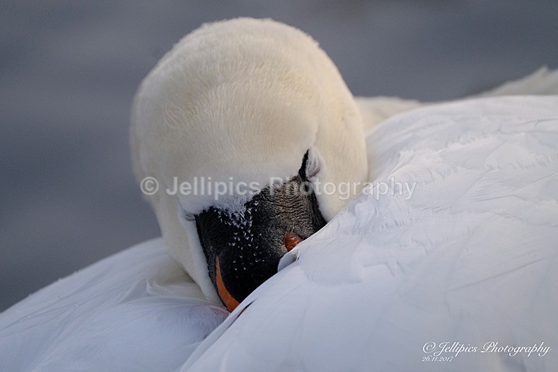  - Wildlife and Nature