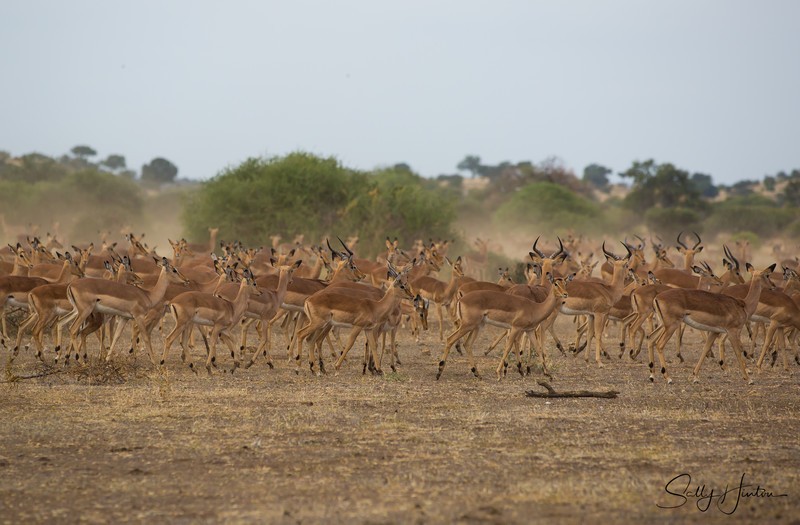 Impala Herd 2