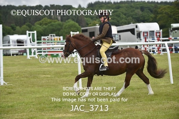 JAC_3713 - 75CM WORKING HUNTER