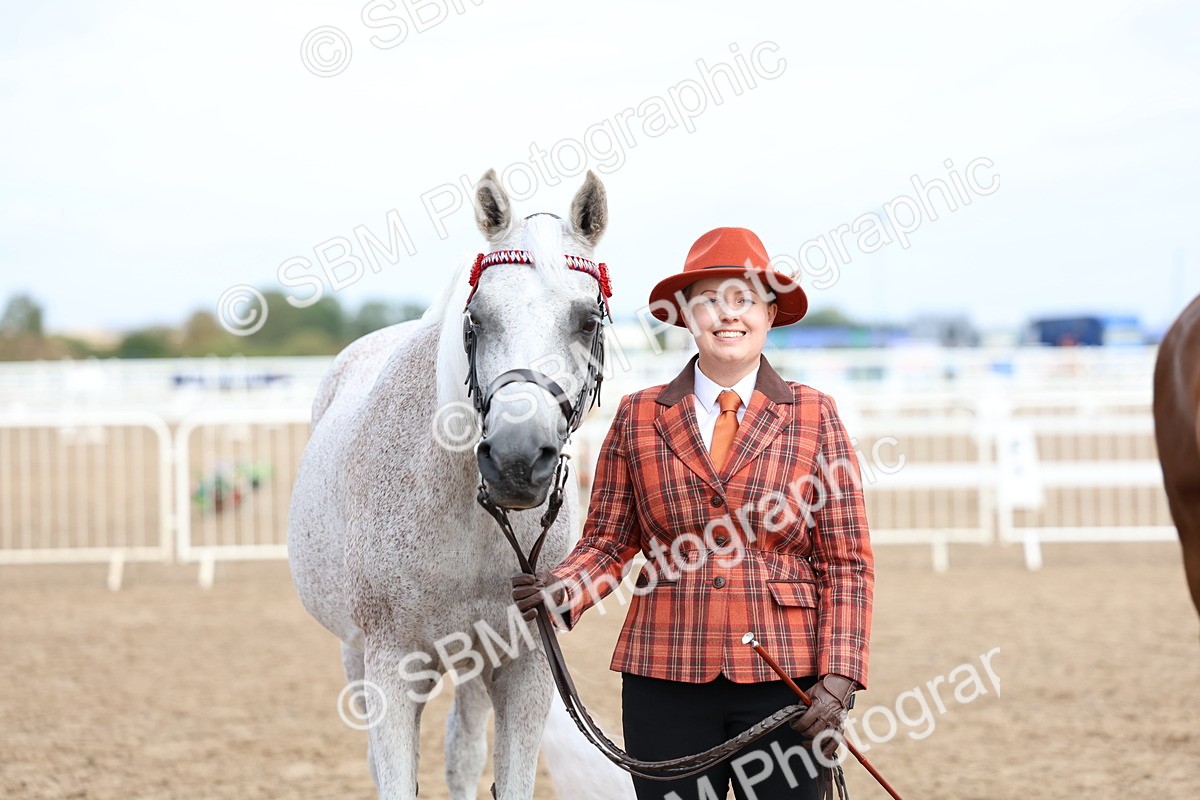 SBM_01853 - Class 18 - Handsomest Gelding - IH or Ridden