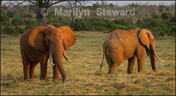 Elephants in evening glow - Kenya, Tsavo East