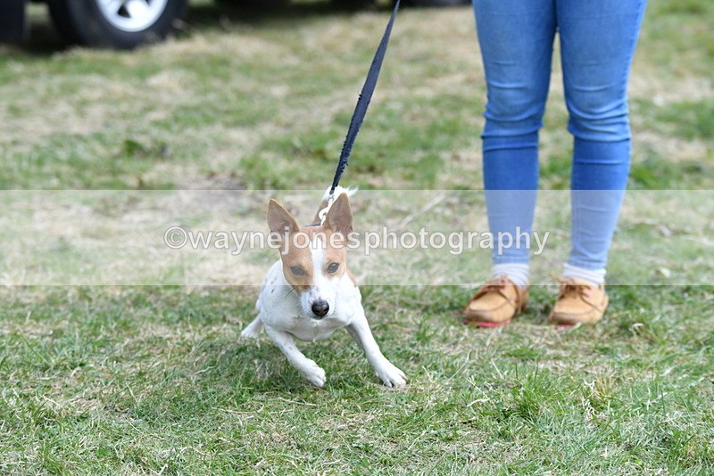 WJ5_0495 - Class 7 Best Terrier