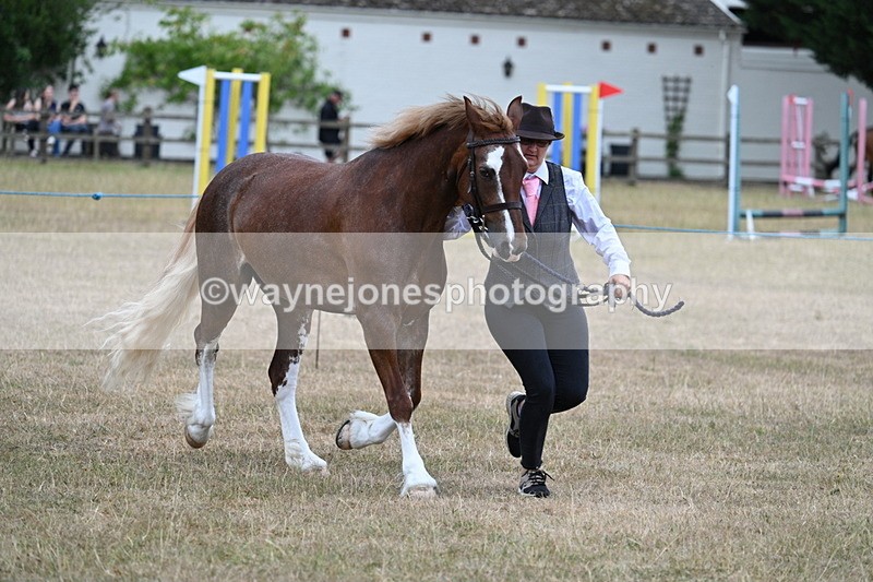 WJ7_8238 - Class 4 Prettiest Mare up to 14.2hh