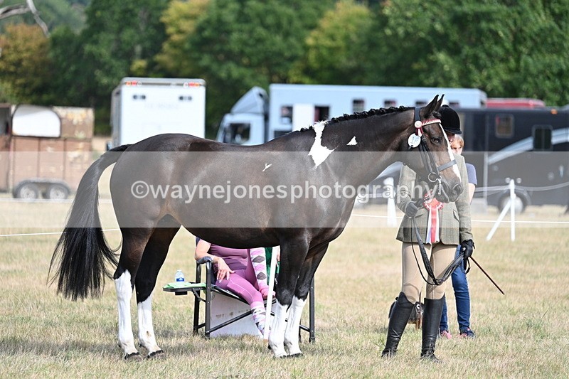 WJ7_8197 - In-hand Championship