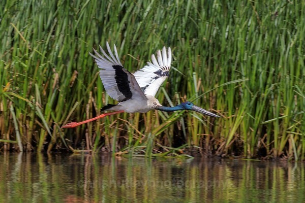  - Australian Birds