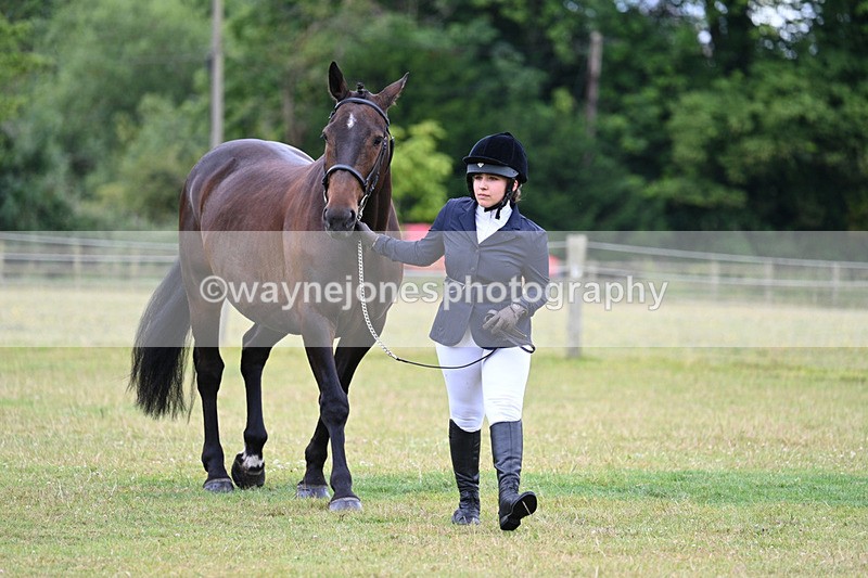 WJ7_6967 - Class 5a Most Handsome Gelding in Hand