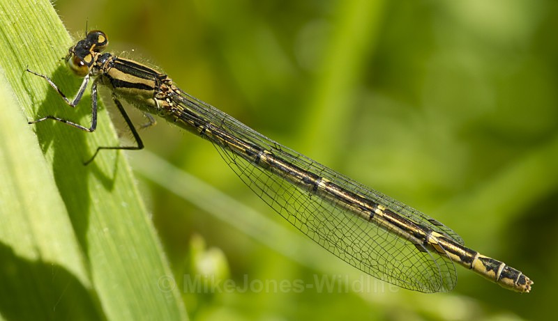 Damselfly - DRAGONFLY & DAMSELFLY GALLERY